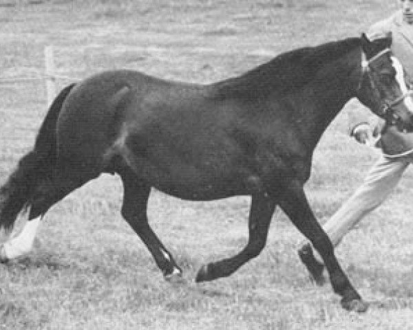broodmare Springbourne Hyfryd (Welsh mountain pony (SEK.A), 1968, from Revel Carefree)