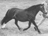 broodmare Springbourne Hyfryd (Welsh mountain pony (SEK.A), 1968, from Revel Carefree)