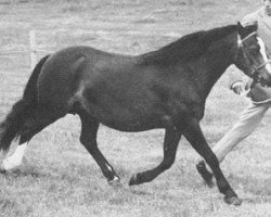 Zuchtstute Springbourne Hyfryd (Welsh Mountain Pony (Sek.A), 1968, von Revel Carefree)