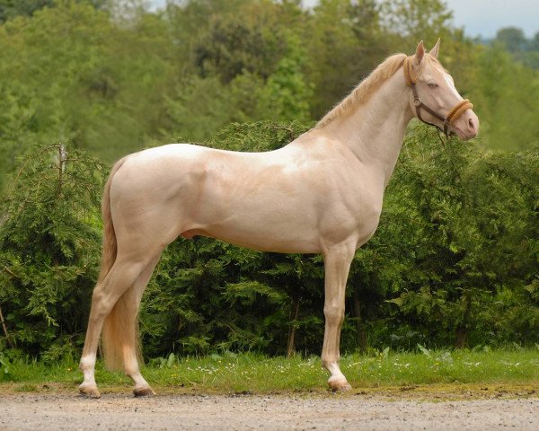 stallion Kambarbay (Akhal-Teke, 2006, from Kuvvatli)