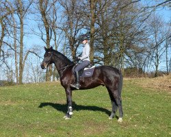 dressage horse Boso 2 (Rheinländer, 2010, from Boritas)