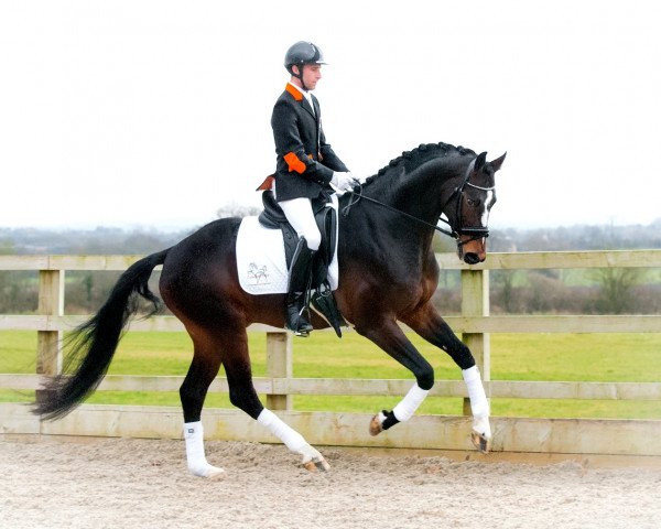 stallion Gino (KWPN (Royal Dutch Sporthorse), 2011, from Sandreo)