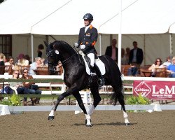 Deckhengst Amoureux (KWPN (Niederländisches Warmblut), 2005, von Saros van het Gestelhof)