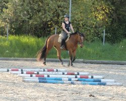 dressage horse Botanica (Tschechisches Warmblut, 2007, from Ballast)