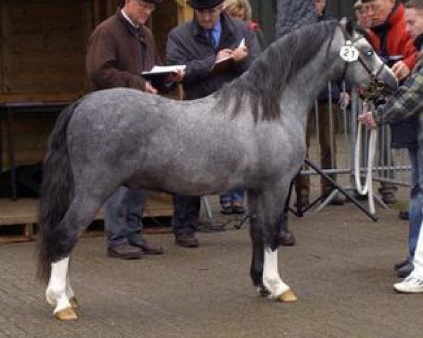 stallion Springbourne Charmer (Welsh mountain pony (SEK.A), 2003, from Springbourne Caraway)