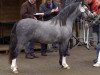 Deckhengst Springbourne Charmer (Welsh Mountain Pony (Sek.A), 2003, von Springbourne Caraway)