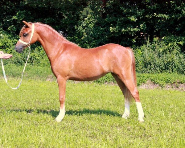 horse Weltevreden's Lady Blue (Welsh mountain pony (SEK.A), 2012, from Springbourne Charmer)