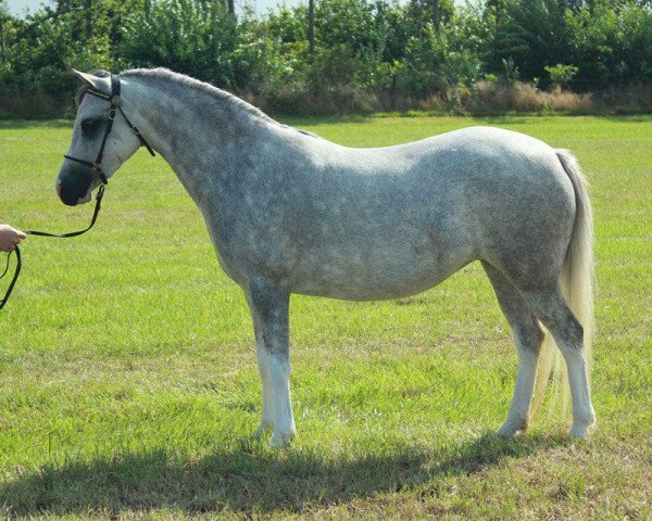 horse Weltevreden's Red Princess (Welsh mountain pony (SEK.A), 2010, from Oldenzijlster Axel)