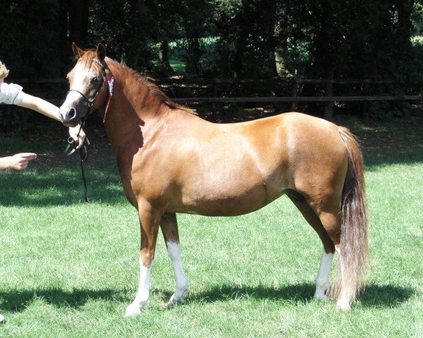 Zuchtstute Weltevreden's Terracotta (Welsh Mountain Pony (Sek.A), 2003, von Ysselvliedt's High Guy)