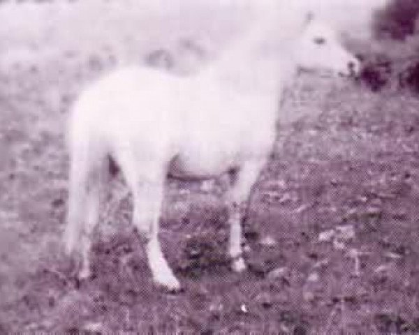 broodmare Revel Pavane (Welsh mountain pony (SEK.A), 1971, from Rondeels Pengwyn)