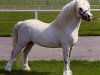 stallion Dyfed Geraint (Welsh mountain pony (SEK.A), 1979, from Revel Centre)