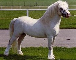 Deckhengst Dyfed Geraint (Welsh Mountain Pony (Sek.A), 1979, von Revel Centre)