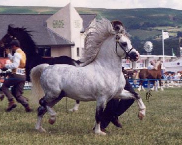 stallion Revel Paul-Jones (Welsh mountain pony (SEK.A), 1987, from Dyfed Geraint)