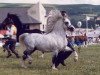 Deckhengst Revel Paul-Jones (Welsh Mountain Pony (Sek.A), 1987, von Dyfed Geraint)