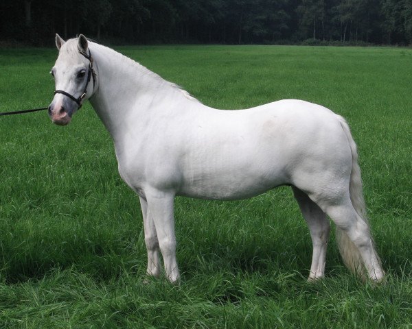 Pferd Goldsberg Charley (Welsh Mountain Pony (Sek.A), 1996, von Revel Paul-Jones)
