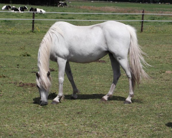 Pferd Lakeway's Tessa (Welsh Pony (Sek.B), 1994, von Steehorst Showman)