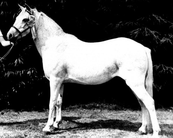 Zuchtstute Trefesgob Silver Heather (Welsh Mountain Pony (Sek.A), 1958, von Hendre Meuryn)