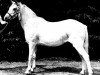 Zuchtstute Trefesgob Silver Heather (Welsh Mountain Pony (Sek.A), 1958, von Hendre Meuryn)