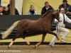 Deckhengst Bekveld's Dave (Welsh Pony (Sek.B), 2006, von Breeton Dai)