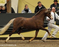 Deckhengst Bekveld's Dave (Welsh Pony (Sek.B), 2006, von Breeton Dai)