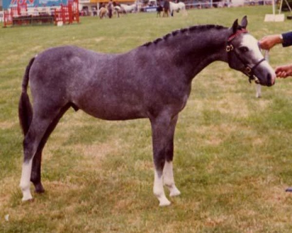 Deckhengst Sarnau Showman (Welsh Pony (Sek.B), 1970, von Sarnau Eros)