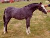 stallion Sarnau Showman (Welsh-Pony (Section B), 1970, from Sarnau Eros)