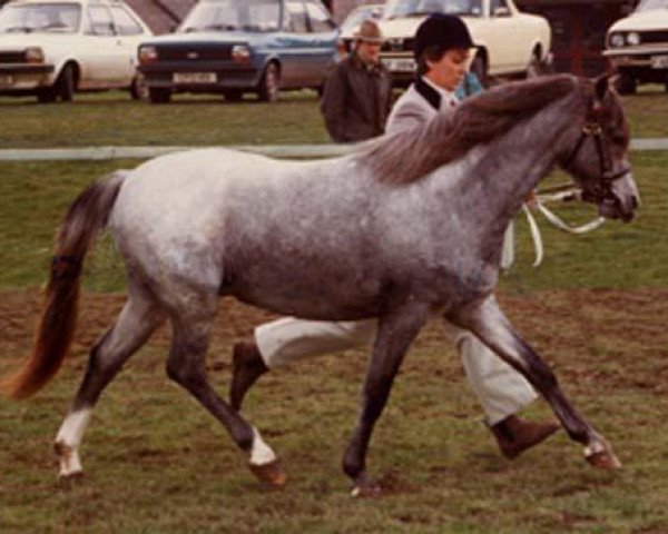 Deckhengst Sarnau Rhodri (Welsh Pony (Sek.B), 1981, von Sarnau Showman)