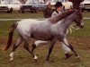 stallion Sarnau Rhodri (Welsh-Pony (Section B), 1981, from Sarnau Showman)