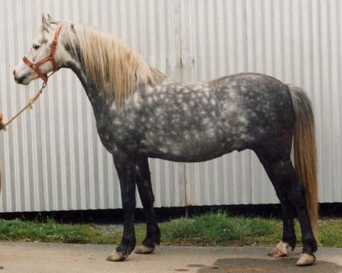 Deckhengst Sarnau Rheolwr (Welsh Pony (Sek.B), 1985, von Sarnau Rhodri)