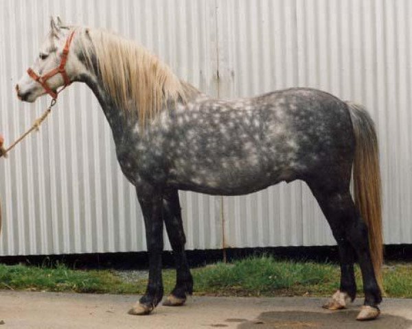 stallion Sarnau Rheolwr (Welsh-Pony (Section B), 1985, from Sarnau Rhodri)