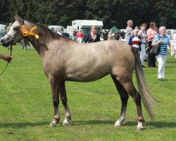 Dressurpferd Lakeway's Amber (Welsh Pony (Sek.B), 2010, von Weydown Lionheart)