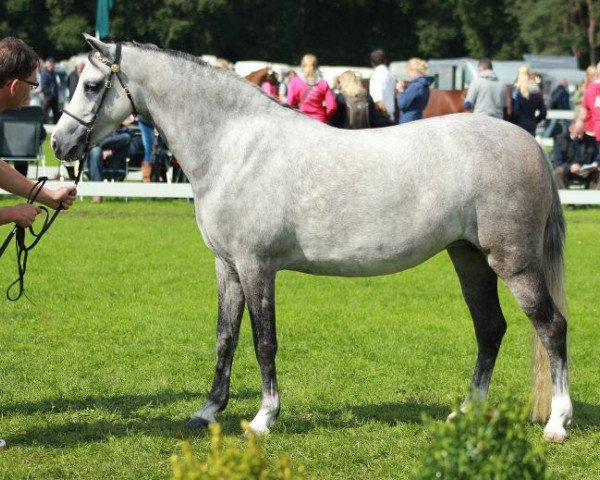 dressage horse Lakeway's April (Welsh-Pony (Section B), 2009, from Weydown Lionheart)