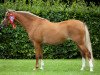 broodmare Lakeway's Charmayne (Welsh-Pony (Section B), 2007, from Linde Hoeve's Elegant)