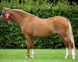 broodmare Lakeway's Charmayne (Welsh-Pony (Section B), 2007, from Linde Hoeve's Elegant)