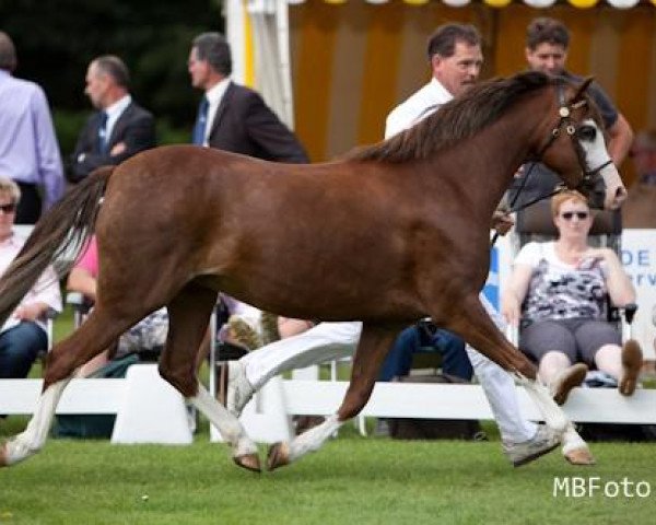 Pferd Weltevreden's Cherry Blossom (Welsh Pony (Sek.B), 2006, von Warmwell Page Boy)