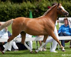 Pferd Weltevreden's June (Welsh Pony (Sek.B), 2006, von Warmwell Page Boy)