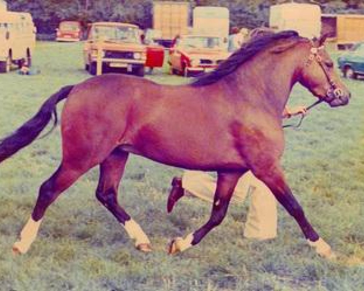stallion Skellorn Music Boy (Welsh-Pony (Section B), 1977, from Baledon Squire)