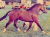 stallion Skellorn Music Boy (Welsh-Pony (Section B), 1977, from Baledon Squire)