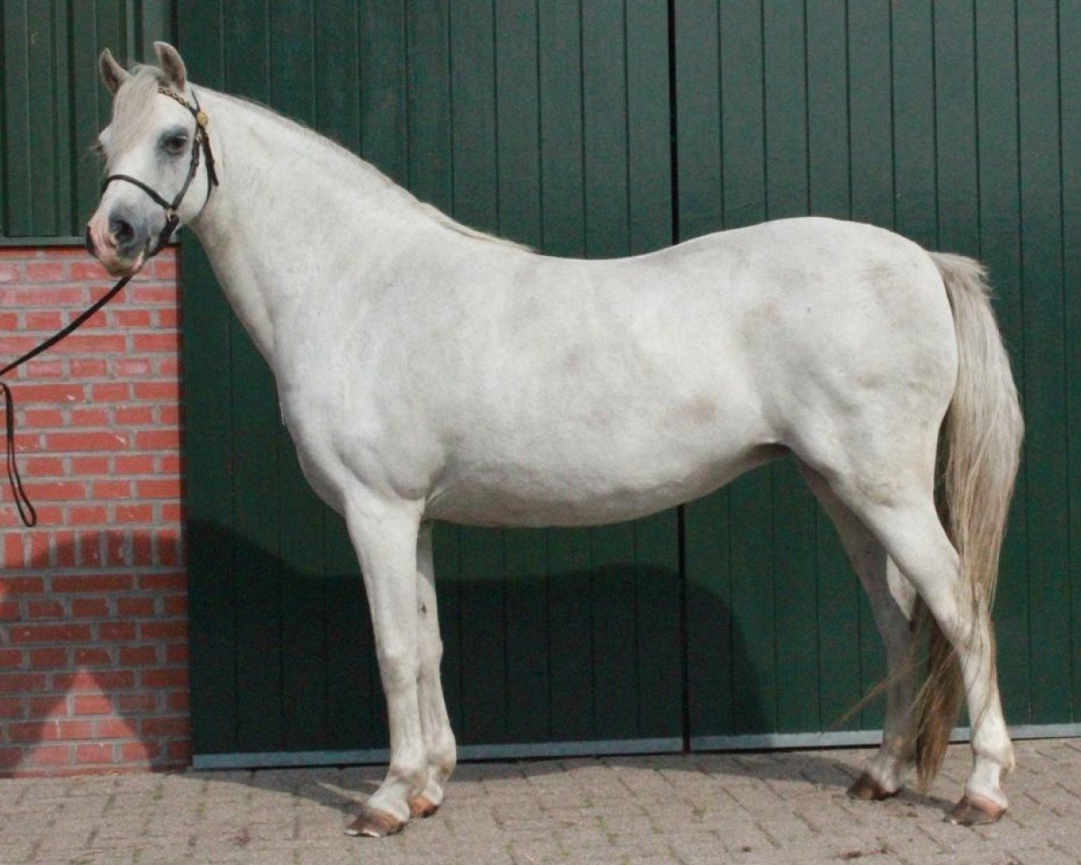 broodmare Lakeway's Ayla (Welsh-Pony (Section B), 2000, from Skellorn Benedict)