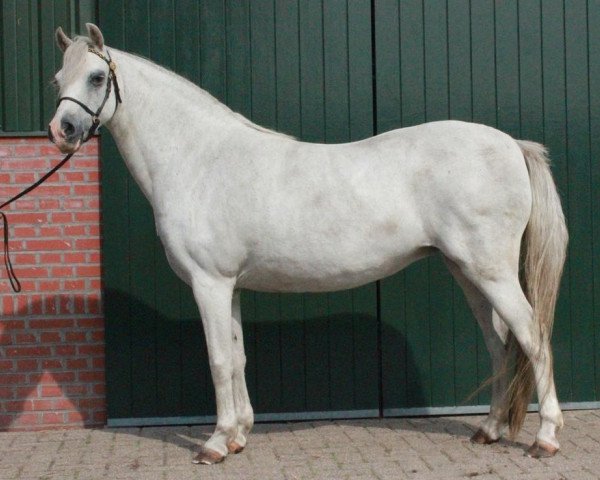 Zuchtstute Lakeway's Ayla (Welsh Pony (Sek.B), 2000, von Skellorn Benedict)