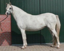 Zuchtstute Lakeway's Ayla (Welsh Pony (Sek.B), 2000, von Skellorn Benedict)