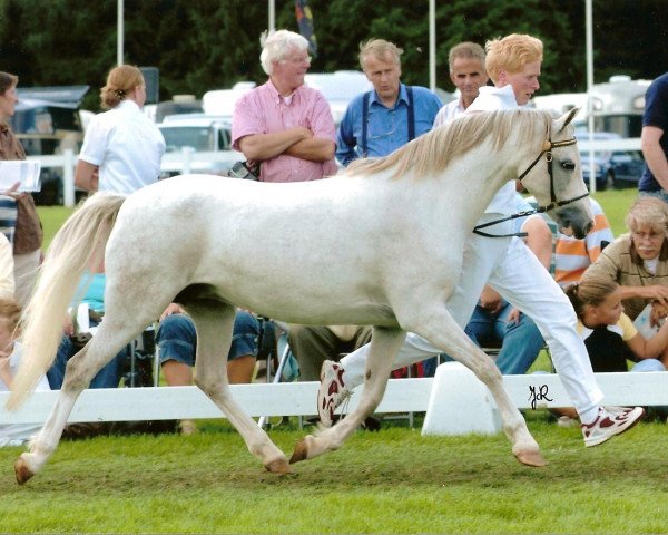 Zuchtstute Weltevreden's Opaal (Welsh Pony (Sek.B), 1996, von Steehorst Showman)