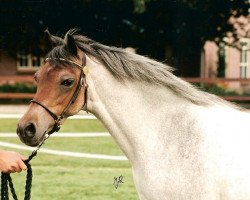 Zuchtstute Weltevreden's Manisa (Welsh Pony (Sek.B), 1989, von Roeland)