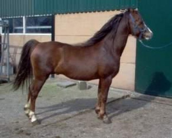 stallion Steehorst Prelude (Welsh-Pony (Section B), 1998, from Steenhorst Juan)