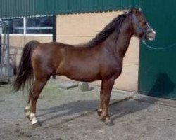 Deckhengst Steehorst Prelude (Welsh Pony (Sek.B), 1998, von Steenhorst Juan)