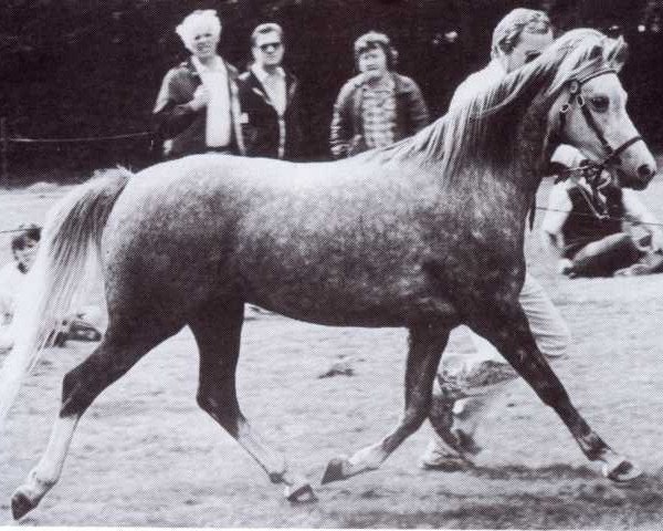 broodmare Steehorst Free Bird (Welsh-Pony (Section B), 1983, from Bronllwyn Cha-Cha)
