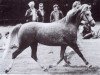 Zuchtstute Steehorst Free Bird (Welsh Pony (Sek.B), 1983, von Bronllwyn Cha-Cha)