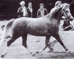 Zuchtstute Steehorst Free Bird (Welsh Pony (Sek.B), 1983, von Bronllwyn Cha-Cha)