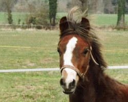 Pferd Wildzang's Ramino (Welsh Pony (Sek.B), 2014, von Beschenhof Darwin)