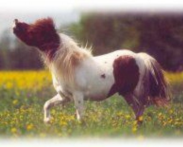 stallion Barbarossa vom Vossbarg (Shetland Pony, 1997, from Benni)